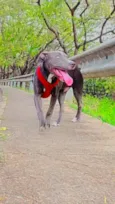 Cachorro raça Pit-Bull idade 2 a 6 meses nome BRADOCK