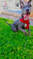 Cachorro raça Pit-Bull idade 2 a 6 meses nome BRADOCK