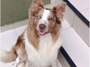 Cachorro raça Border Collie  idade 3 anos nome Buddy 