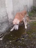Cachorro raça SRD-ViraLata idade 6 ou mais anos nome Duque