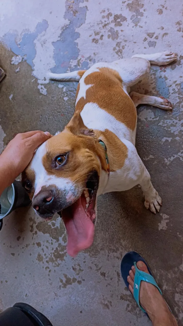 Cachorro raça SRD-ViraLata idade 2 anos nome ZEUS