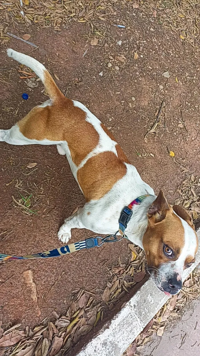 Cachorro raça SRD-ViraLata idade 2 anos nome ZEUS