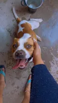 Cachorro raça SRD-ViraLata idade 2 anos nome ZEUS