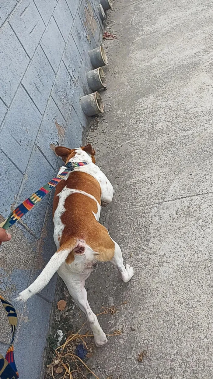 Cachorro raça SRD-ViraLata idade 2 anos nome ZEUS