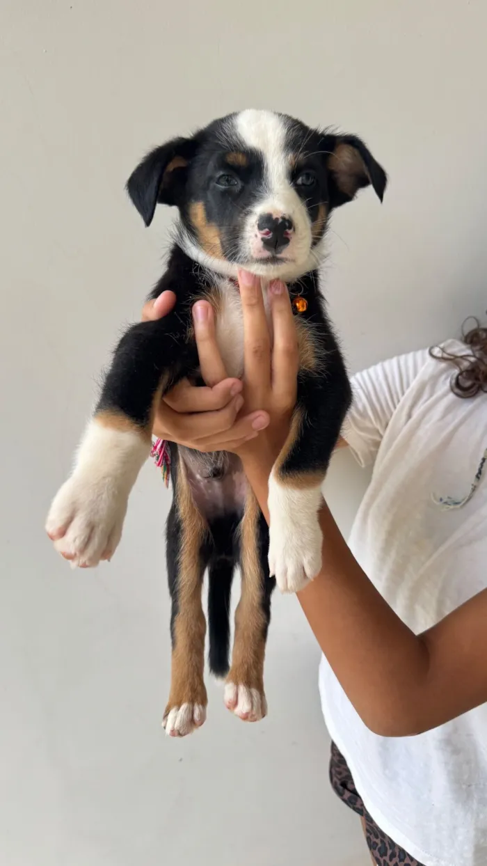 Cachorro raça SRD-ViraLata idade Abaixo de 2 meses nome Vedita