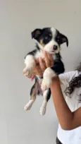 Cachorro raça SRD-ViraLata idade Abaixo de 2 meses nome Amora