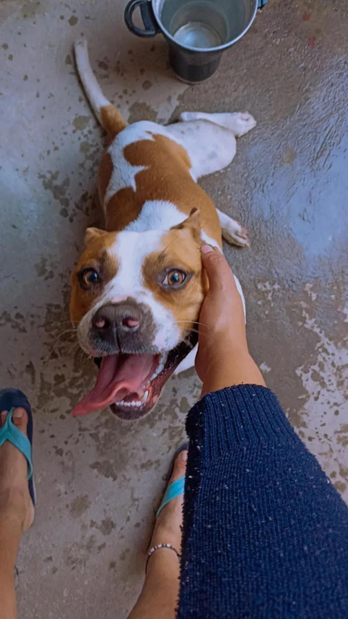 Cachorro raça SRD-ViraLata idade 2 anos nome ZEUS 