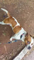 Cachorro raça SRD-ViraLata idade 2 anos nome ZEUS 