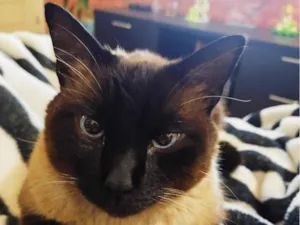 Gato raça Siamês idade 4 anos nome Blue 
