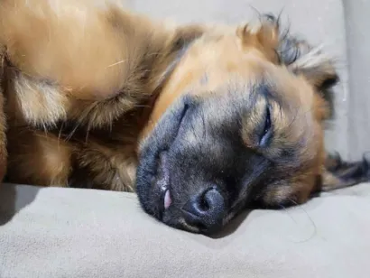 Cachorro raça SRD-ViraLata idade 7 a 11 meses nome Polenta 