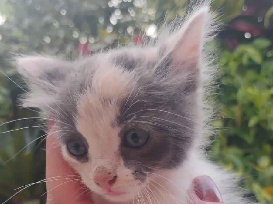 Gato raça SRD-ViraLata idade 2 a 6 meses nome Boo