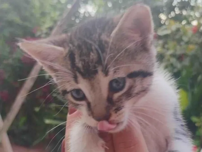 Gato raça SRD-ViraLata idade 2 a 6 meses nome Chiquinho 