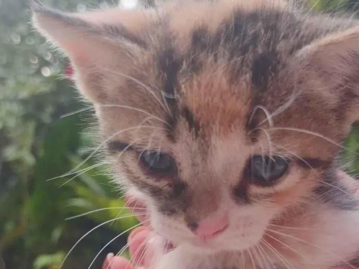 Gato raça SRD-ViraLata idade 2 a 6 meses nome Abelhinha 