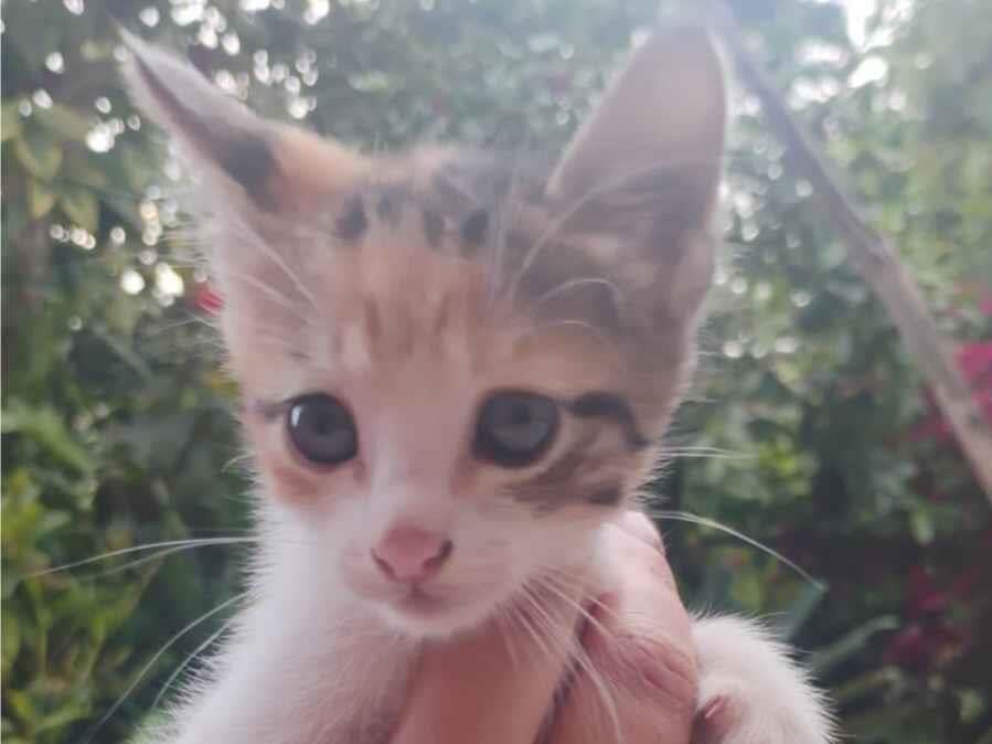 Gato raça SRD-ViraLata idade 2 a 6 meses nome Flor