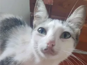 Gato raça SRD-ViraLata idade 2 anos nome Juju