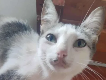 Gato raça SRD-ViraLata idade 2 anos nome Juju