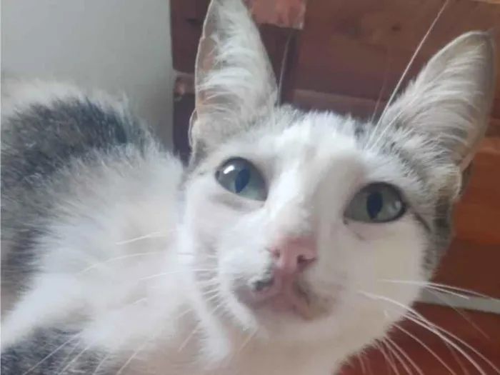 Gato raça SRD-ViraLata idade 2 anos nome Juju