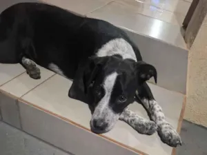Cachorro raça Pit-Bull idade 2 a 6 meses nome Jade