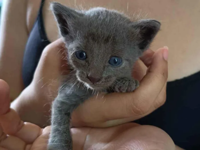 Gato raça SRD-ViraLata idade Abaixo de 2 meses nome Sem nome