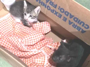 Gato raça SRD-ViraLata idade Abaixo de 2 meses nome A escolha 