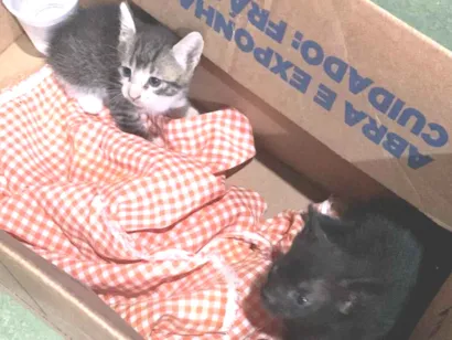 Gato raça SRD-ViraLata idade Abaixo de 2 meses nome A escolha 