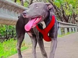 Cachorro raça Pit-Bull idade 2 a 6 meses nome BRADOCK