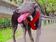 Cachorro raça Pit-Bull idade 2 a 6 meses nome BRADOCK