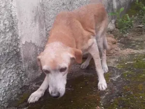 Cachorro raça SRD-ViraLata idade 6 ou mais anos nome Duque