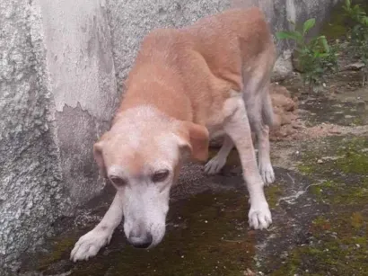 Cachorro raça SRD-ViraLata idade 6 ou mais anos nome Duque