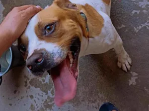 Cachorro raça SRD-ViraLata idade 2 anos nome ZEUS