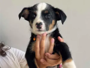 Cachorro raça SRD-ViraLata idade Abaixo de 2 meses nome Vedita