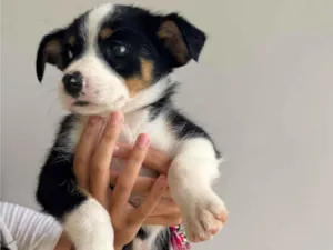 Cachorro raça SRD-ViraLata idade Abaixo de 2 meses nome Amora