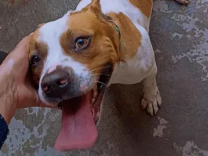 Cachorro raça SRD-ViraLata idade 2 anos nome ZEUS 