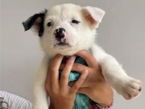 Cachorro raça SRD-ViraLata idade Abaixo de 2 meses nome Bino