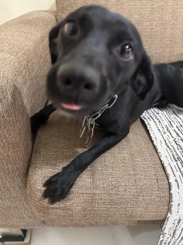 Cachorro raça SRD-ViraLata idade 7 a 11 meses nome Boris