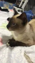 Gato raça Siamês idade 6 ou mais anos nome Chaninha
