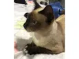 Gato raça Siamês idade 6 ou mais anos nome Chaninha