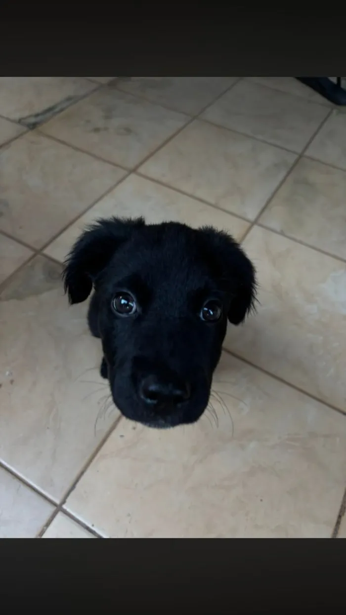 Cachorro raça SRD-ViraLata idade Abaixo de 2 meses nome Você pode escolher o nome