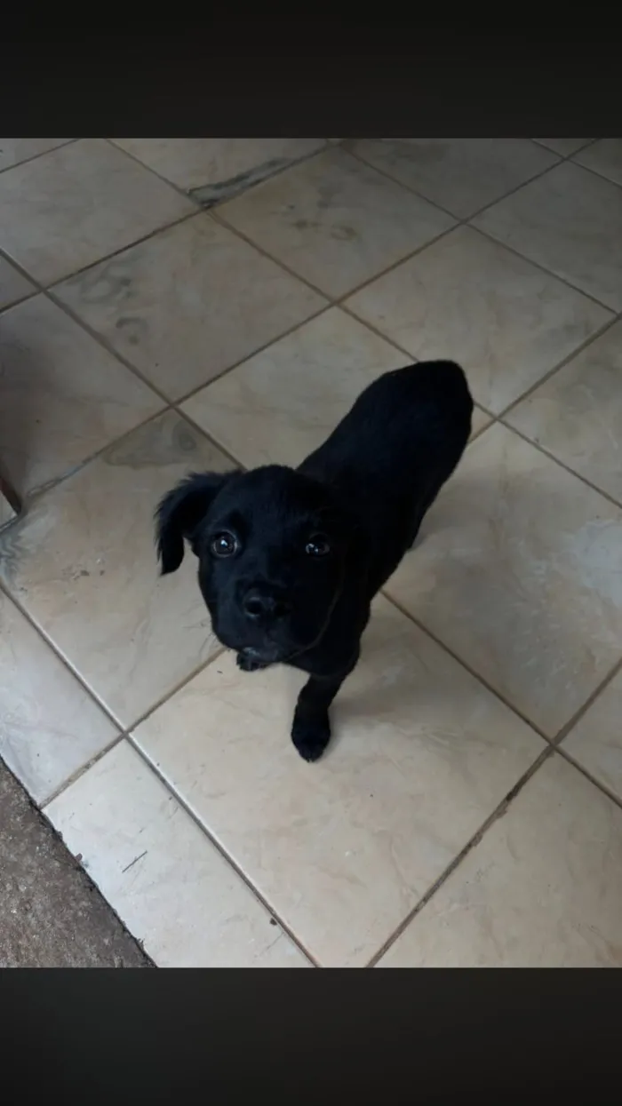 Cachorro raça SRD-ViraLata idade Abaixo de 2 meses nome Sem nome 