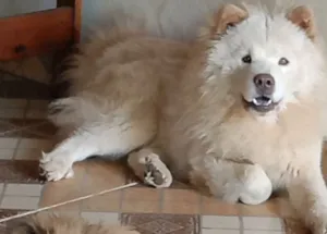 Cachorro raça Chow Chow idade 1 ano nome Draco