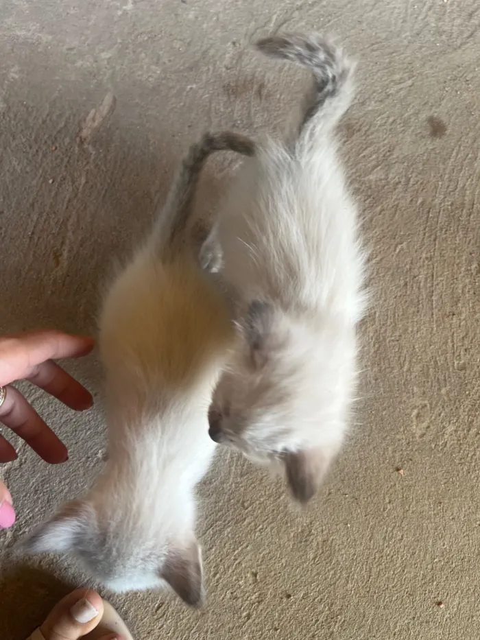 Gato raça SRD-ViraLata idade Abaixo de 2 meses nome Gatos para doar 