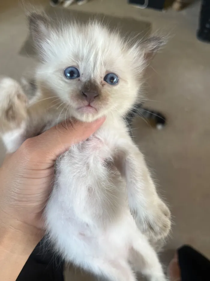 Gato raça SRD-ViraLata idade Abaixo de 2 meses nome Gatos para doar 