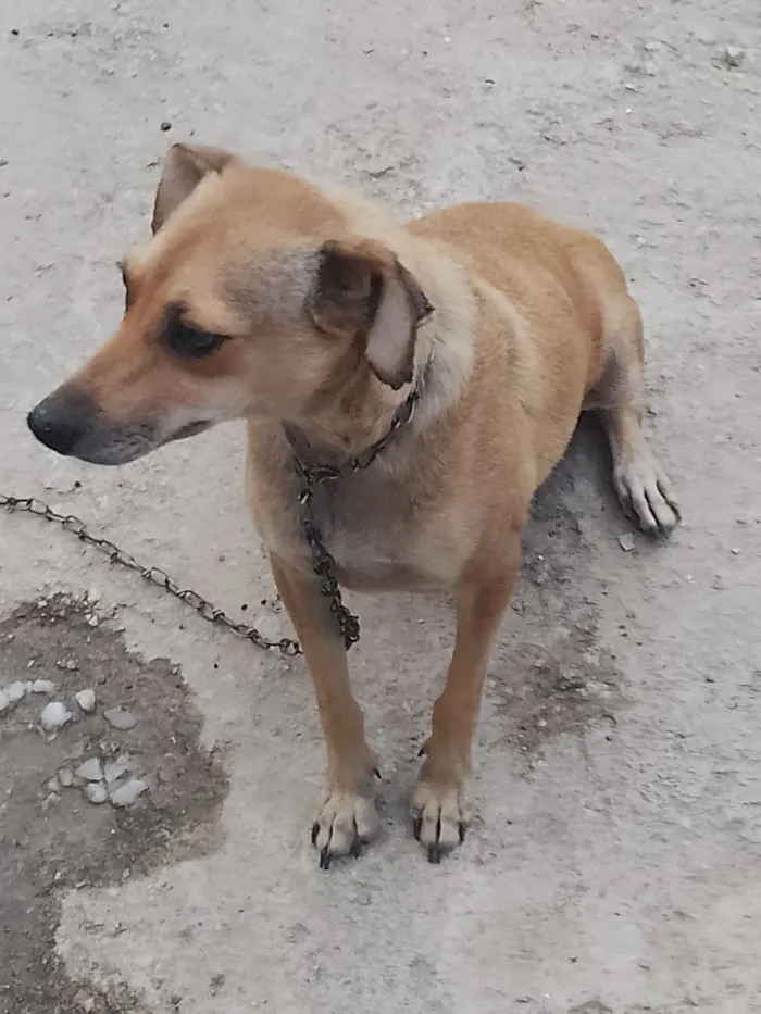 Cachorro raça SRD-ViraLata idade 3 anos nome Luna