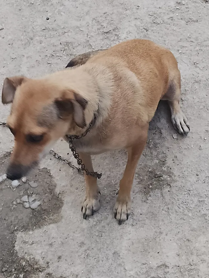 Cachorro raça SRD-ViraLata idade 3 anos nome Luna