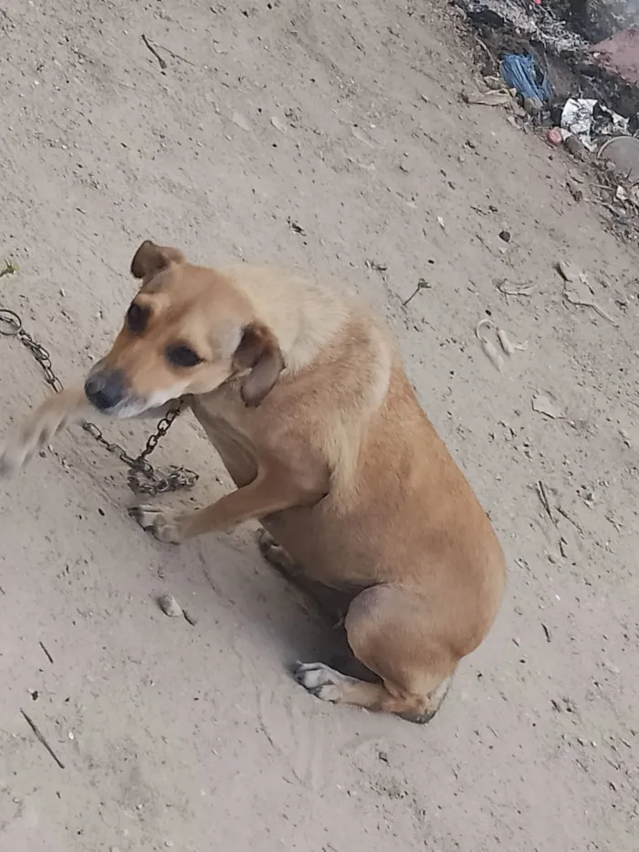 Cachorro raça SRD-ViraLata idade 3 anos nome Luna