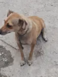 Cachorro raça SRD-ViraLata idade 3 anos nome Luna