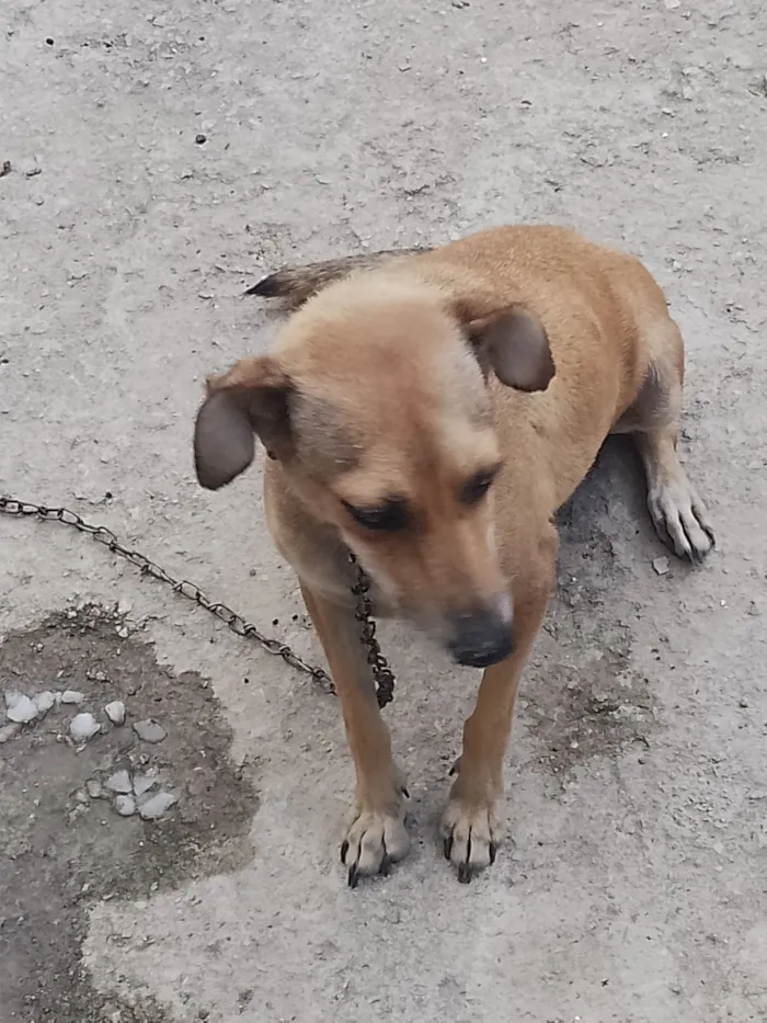 Cachorro raça SRD-ViraLata idade 3 anos nome Luna
