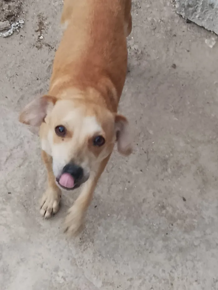 Cachorro raça SRD-ViraLata idade 7 a 11 meses nome Jack