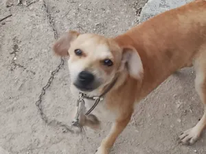 Cachorro raça SRD-ViraLata idade 7 a 11 meses nome Jack