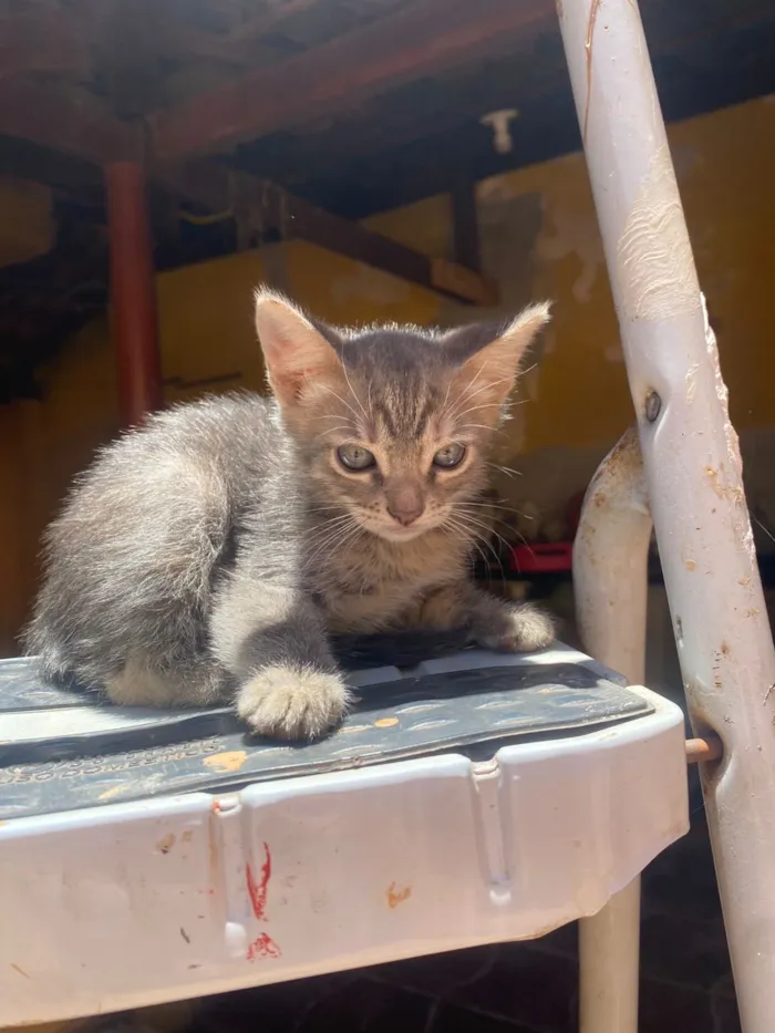 Gato raça SRD-ViraLata idade 2 a 6 meses nome 2 gatas  e 1 gato 